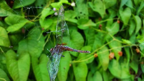 Close-up of spider on web