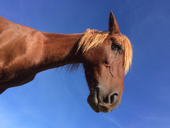 Low angle view of horse against clear blue sky