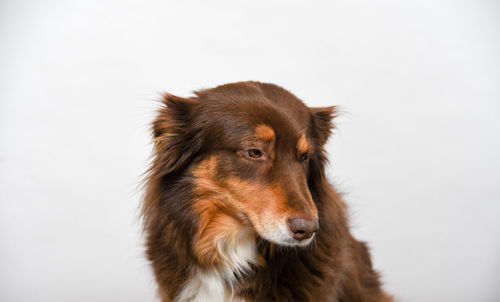 Close-up of a dog over white background