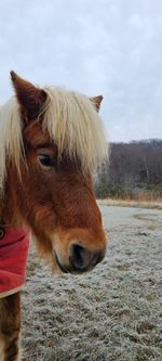 Horse standing on field against sky