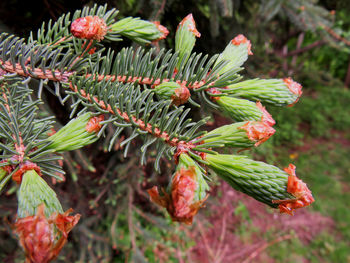 Close-up of red flowering plant