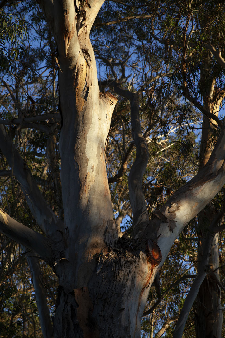 LOW ANGLE VIEW OF TREE AGAINST SKY IN FOREST