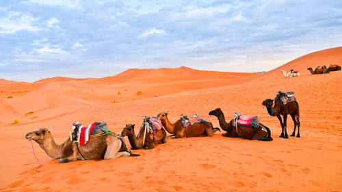 Camels taking a rest at sahara desert sand dunes in morocco, africa around sunset time