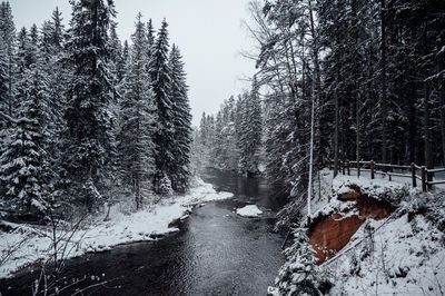 Snow covered land by trees against sky in forest