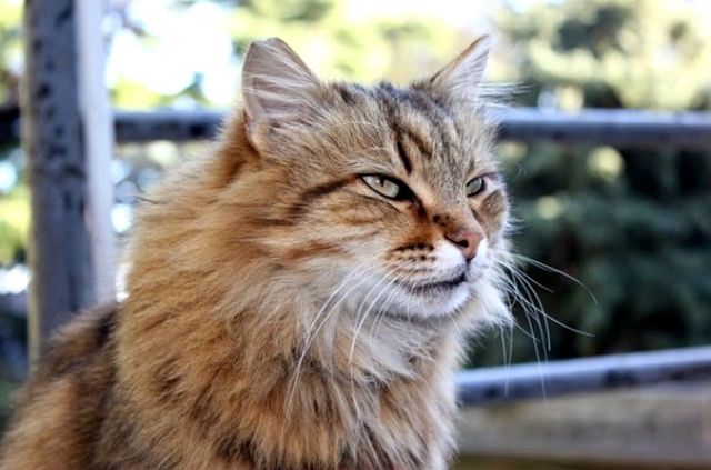 animal themes, one animal, mammal, domestic cat, focus on foreground, feline, whisker, cat, domestic animals, pets, close-up, looking away, animal head, selective focus, day, outdoors, side view, carnivora, brown, relaxation