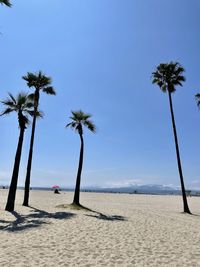 palm tree