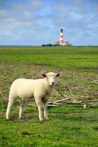 Sheep standing on field against sky