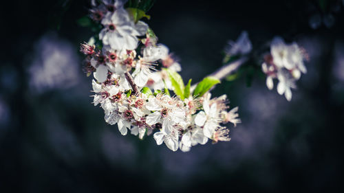 Close-up of cherry blossom outdoors