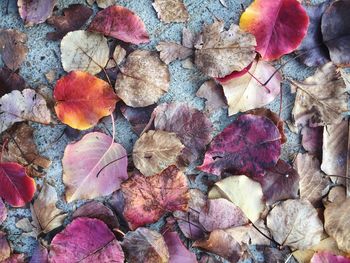 Full frame shot of multi colored leaves