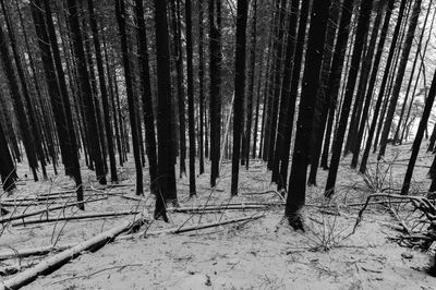 Trees in forest during winter