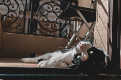 Close-up of a cat resting