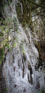 Close-up of tree branches in forest