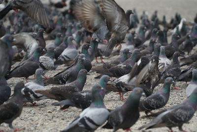 Full frame shot of flock of pigeons sitting on ground