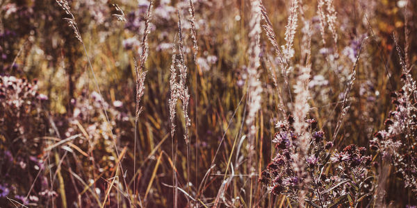 Seasonal sale website banner with wild grass on a meadow