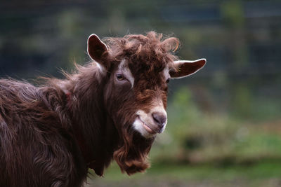 Close-up of goat