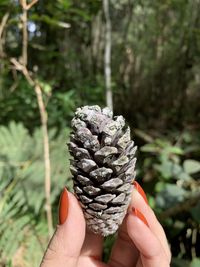 Close-up of person hand holding plant