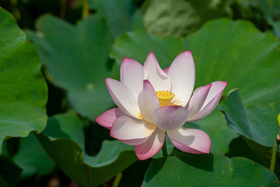 Close-up of water lily in lake