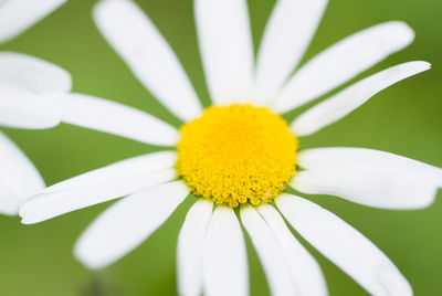 Close-up of white daisy flower