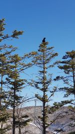 Low angle view of trees against clear blue sky