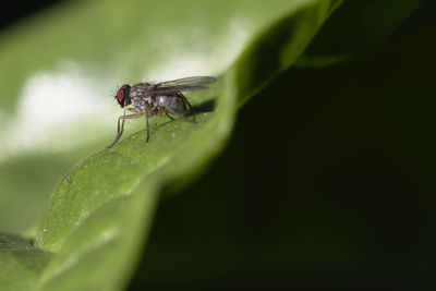 Close-up of fly on leaf