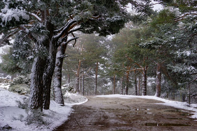 Road amidst trees in forest during winter