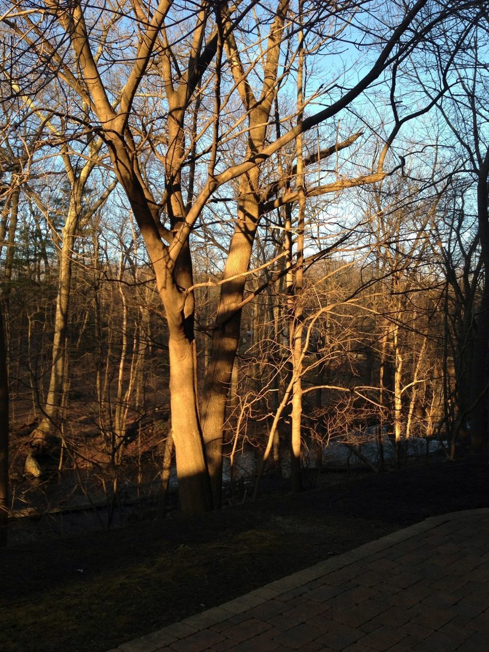 bare tree, tree, built structure, branch, architecture, tree trunk, building exterior, no people, nature, outdoors, low angle view, sky, day, sunlight, field, tranquility, forest, wood - material, growth, landscape