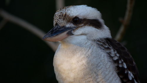 Close-up of eagle