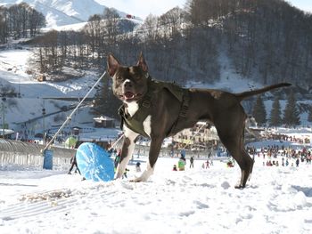 Dog on snow covered field