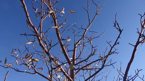 Low angle view of flower tree against clear sky