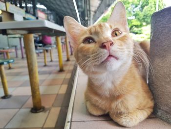 Close-up portrait of cat sitting