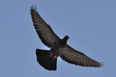 Low angle view of bird flying against clear blue sky