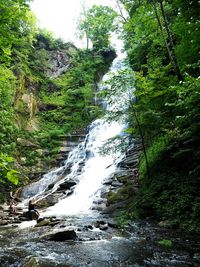 River flowing through forest