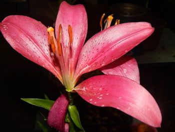 Close-up of water drops on pink flower