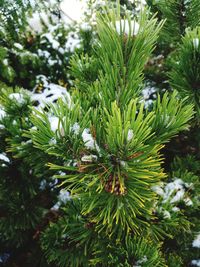 Close-up of pine tree