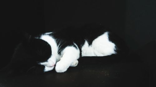 Sleeping cat