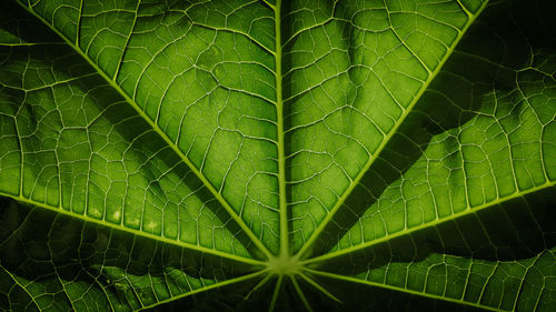 Full frame shot of green leaves