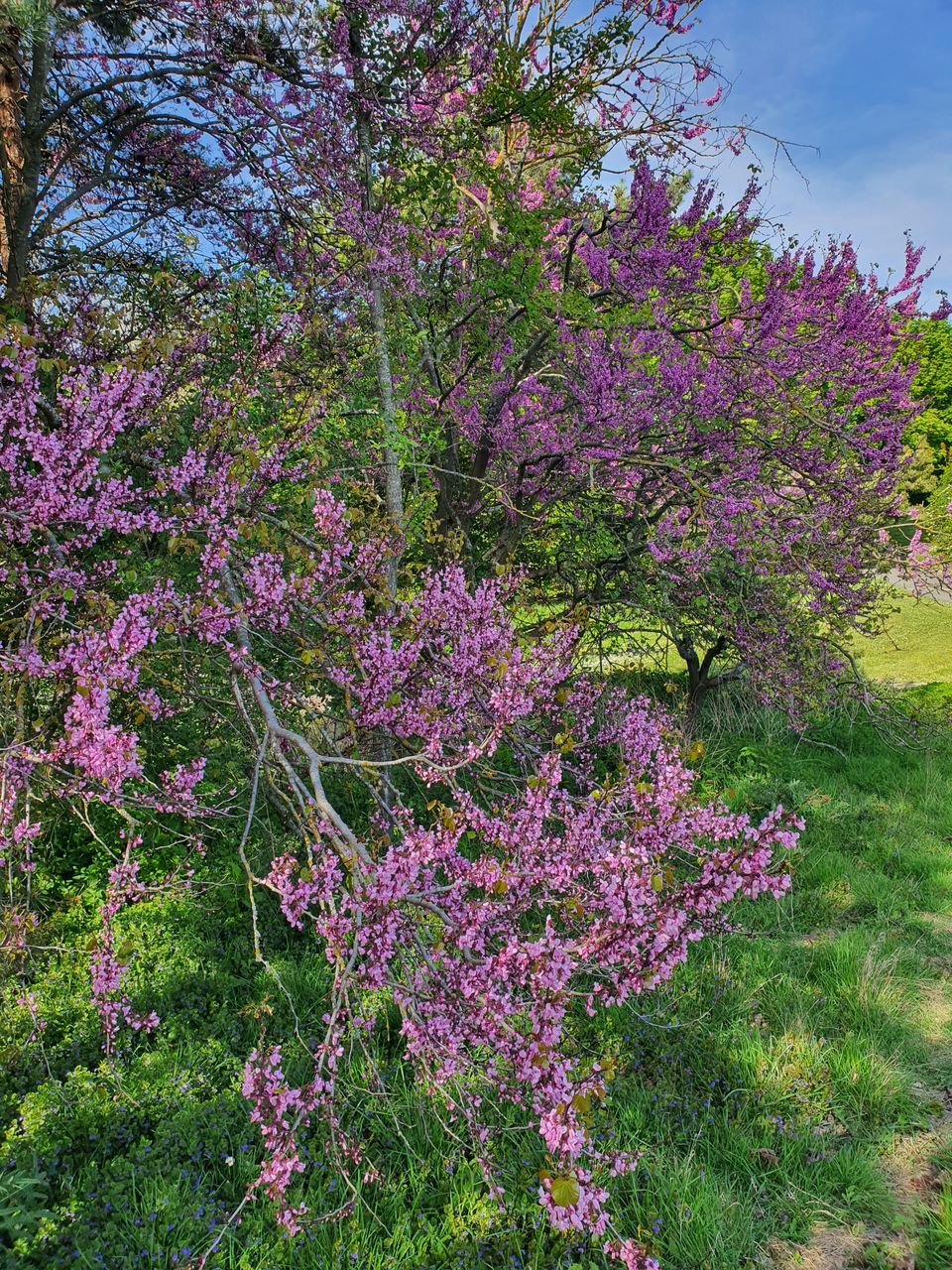 plant, beauty in nature, flower, flowering plant, growth, tree, nature, blossom, shrub, no people, freshness, pink, day, wildflower, fragility, springtime, lilac, land, outdoors, purple, tranquility, low angle view, garden, sky, green, botany, branch