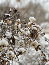 Close-up of frozen plant on field