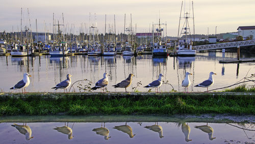 Seagulls perching at harbor