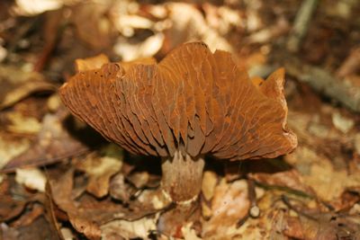 Close-up of mushroom