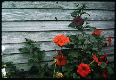 Close-up of red flower