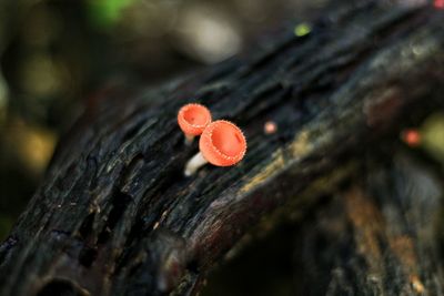 Champagne mushroom on wood