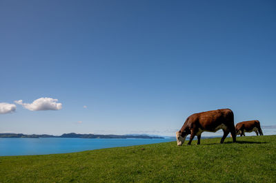 Pasture on the ocean coast 