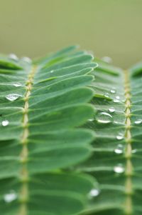 Close-up of leaves