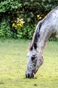 Horse grazing on field