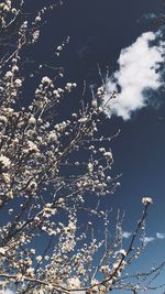 Low angle view of flowering tree against sky during winter