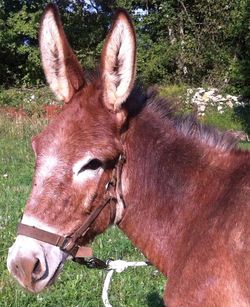 Close-up portrait of horse standing on grass