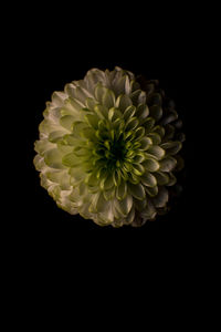 Close-up of yellow flower against black background