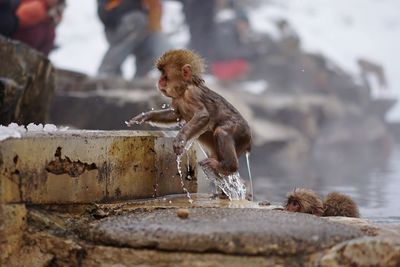 Funny wet japanese macaque