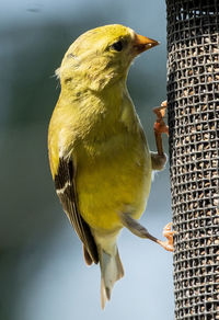 Goldfinch feeds at the feeder